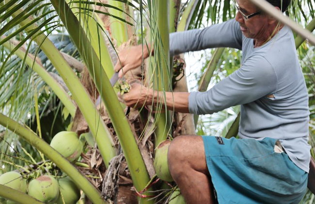 Samut Songkhram Province: the Trail of Coconut Orchards and Sea Salt Fields – Full-Day Tour - Foto 2